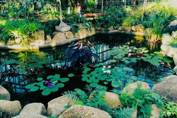 Jindaiji Botanical garden, pond