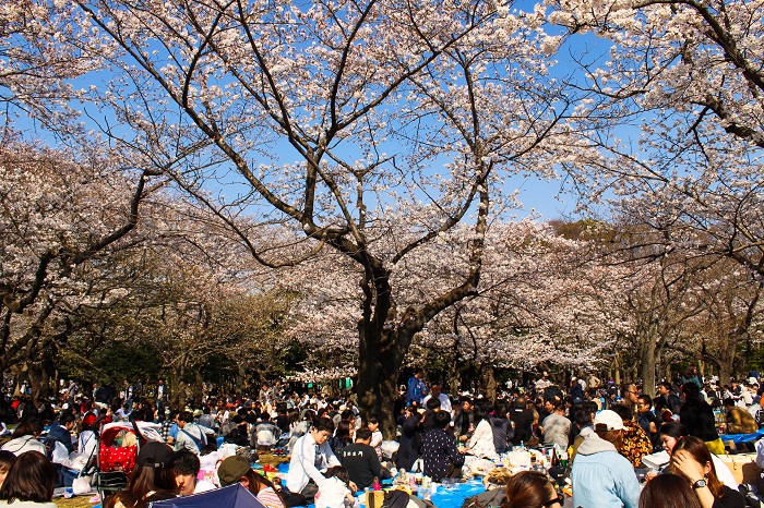 People enjoying hanami at Yoyogi Park